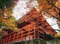 まだ間に合う！　比叡山延暦寺の紅葉